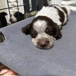 Chance - Liver white and roan male English Springer Spaniel puppy in Ogilvie, Minnesota from V.V. Berg Kennels