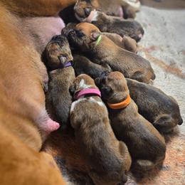 Boy 1 - Brindle male Boxer puppy in Caspian, Michigan from Andrus Family Boxers