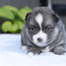 Bluey - Blue female Pomsky puppy in Coos Bay, Oregon from Ocean View Pomskies