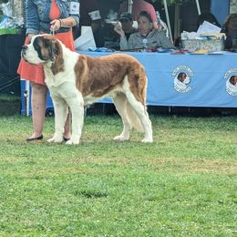 Saint Bernard Puppies from Ostara Kennel
