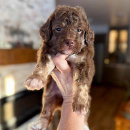 Finch - Brown male Bernedoodle puppy in Midland, Michigan from Northern Charm Farm