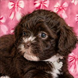 Jolene - Brown and white female Shichon puppy in St. Johns, Florida from Log Cabin Teddy Bears