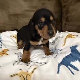 Girl 5 - Black and tan female Dachshund puppy in Cypress, Texas from Sweet Little Churros