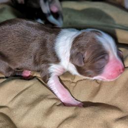 Aspen - Red & white female Australian Shepherd puppy in Citra, Florida from AEW Farm