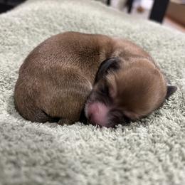 Girl 3 - Red female Dachshund puppy in Lake City, Florida from Darling and Adored Kennels