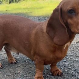 Poppy - Dachshund