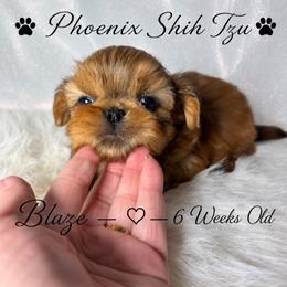 Blaze - Red male Shih Tzu puppy in Hayden, Idaho from Phoenix Shih Tzu