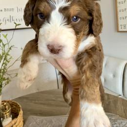 Johnny Cash - Tri-color male Bernedoodle puppy in Draper, Utah from Salt City Farm