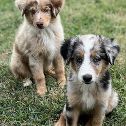 Miniature Australian Shepherds from Flying H Mini Aussies