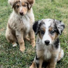 Miniature Australian Shepherds from Flying H Mini Aussies