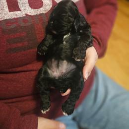 Mavis - Black female Cocker Spaniel puppy in Marshfield, Wisconsin from Gingerale Cockers and Cockapoos