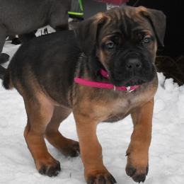 Magenta - Fawn female Cane Corso puppy in Sault Ste Marie, Michigan from Willow Creek Cane Corsos