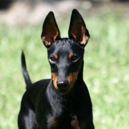 Manchester Terriers from Rustic Lane Manchester Terriers