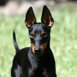 Manchester Terriers from Rustic Lane Manchester Terriers