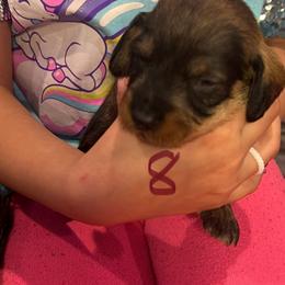 Dachshund Puppies from Scottland Ranch Dachshunds