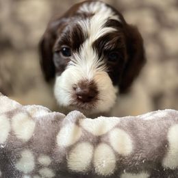 George ( (blue collar) - Springerdoodle puppy from SpringerDoodles at the Beach