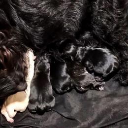 Black Female - Black female Scottish Terrier puppy in Smiths Grove, Kentucky from Moore's We Little Farm AKC Scotties