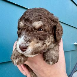 Brown phantom - male Australian Mountain Doodle puppy in Blue Springs, Missouri from Jeanie’s Doodles