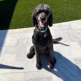 Violet - Blue female Poodle puppy in Surprise, Arizona from Gentle Paw Poodles and Doodles
