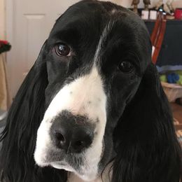 English Springer Spaniels from Implausible English Springer Spaniels