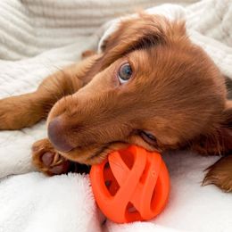 Dachshunds from Wieonder Doxies