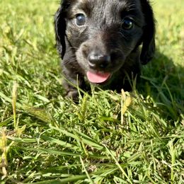 Dachshund Puppies from Lovin’ Li’s Furry Sausages