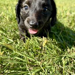 Dachshund Puppies from Lovin’ Li’s Furry Sausages