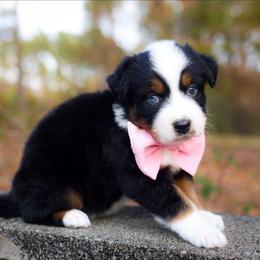 Noelle - Blue merle female Australian Shepherd puppy in Georgetown, Texas from River Reign Australian Shepherds