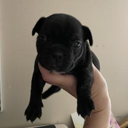 French Bulldog Puppies from Jackie’s French Bulldog’s