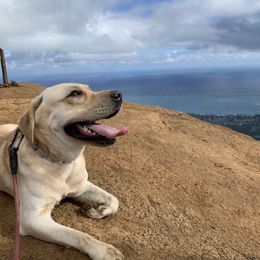 Labrador Retriever Puppies from Kanaloa Labs