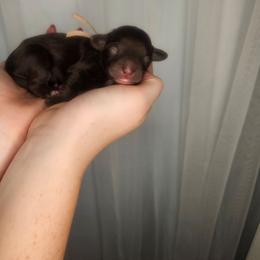 Girl 2 - Brown and white female Cockapoo puppy in Fort White, Florida from Jade