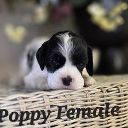 Female 1 - Black and white female Cocker Spaniel puppy in Bonsall, California from CuttinBlue Farms