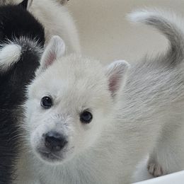 Pomsky Puppies from Peoria Pomskies