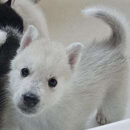 Pomsky Puppies from Peoria Pomskies