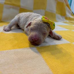 Girl 3 - Apricot female Goldendoodle puppy in Camden, North Carolina from Oopsie Doodles of NC