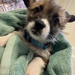 American Corgi and Pembroke Welsh Corgi Puppies from Cascadian Space Coast Corgis LLC