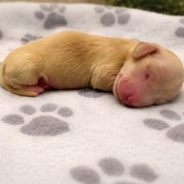 Sunny - Cream male Dachshund puppy in Chiefland, Florida from Salt & Light Farms