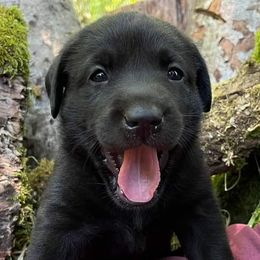 Labrador Retrievers from Bullruns Labradors