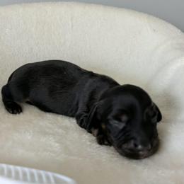 Bonbon - Black and tan male Dachshund puppy in Sonora, Kentucky from Maple Hill Miniature Dachshunds