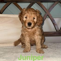 Juniper - Red  female Goldendoodle puppy in Layton, Utah from Gracious Doodle Dogs