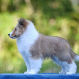 Barri - Sable and white male Shetland Sheepdog puppy in Weeki Wachee, Florida from Cathance Shetland Sheepdogs