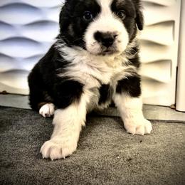 Sweet Girl 3-Black Tri - Black tri-color female Australian Shepherd puppy in Mayfield, Kentucky from Hamilton Farms