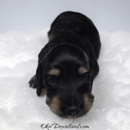 Tabitha - Black and cream female Dachshund puppy in Oklahoma City, Oklahoma from OkieDoxieland Dachshunds