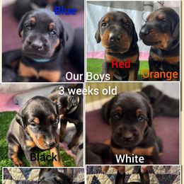 Dachshund and Doberman Pinscher Puppies from Living Hope Dobies and Doxies