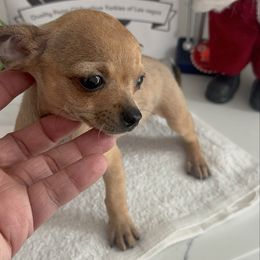 Mrs Grey charting under 3 lb 3800 - Fawn female Chihuahua puppy in Las Vegas, Nevada from Quality Poms Chihuahua Yorkies of Las vegas