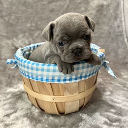 French Bulldog Puppies from Cali Rooted Bullyz