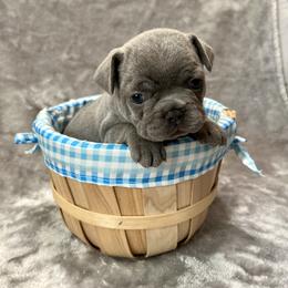 French Bulldog Puppies from Cali Rooted Bullyz