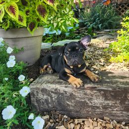 Rocket - Black and tan male French Bulldog puppy in Leola, Pennsylvania from Edna's Homegrown Frenchies
