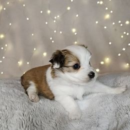 Jenna - Sable female Aussiedoodle puppy in Doerun, Georgia from Twig & Tail Puppies