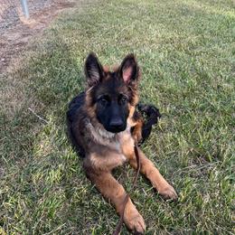 German Shepherd Puppies from Valiant Shepherds